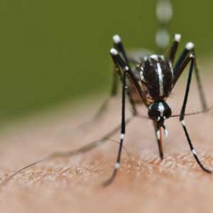 e-fiebre-chikungunya-mosquito