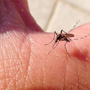remedios-naturales-mosquito-chikungunya